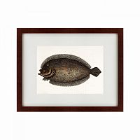 картина: sole fish, 1722 в Нальчике
