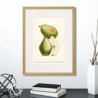 картина: botany illustration №19, 1836г. в Нальчике