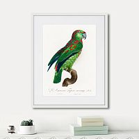 картина: beautiful parrots №4, 1872г. в Нальчике