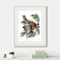 картина: eastern screech owl, 1845г. в Нальчике