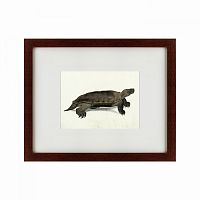 картина: a hand-painted illustration of an arakan forest turtle, 1872 в Нальчике