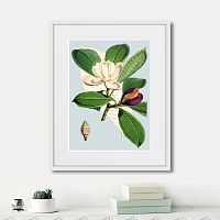 картина: himalaya plants purple and white flowers, 1869г. в Нальчике