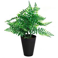 декоративное растение папоротник в горшочке 25 см в Нальчике