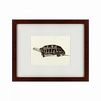 картина: a hand-painted illustration of an elongated tortoise, 1873 в Нальчике