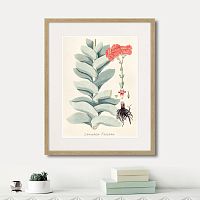 картина: fragmenta botanica №4, 1809г. в Нальчике