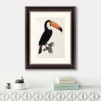 картина: большой тукан, 1806 в Нальчике