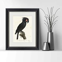 картина: чёрный какаду, литография, 1820г в Нальчике