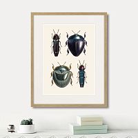 картина: assorted beetles №1, 1735г. в Нальчике