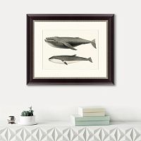 картина: humpback whale (megaptera versabilis), 1859 в Нальчике