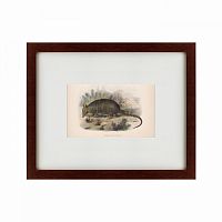 картина: armadillo, 1860 в Нальчике