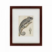 картина: chameleon, 1706 в Нальчике