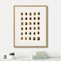 картина: assorted beetles №2, 1735г. в Нальчике
