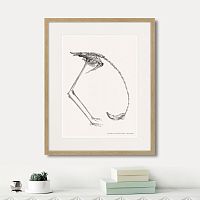 картина: phanicopterus ruber, 1867г. в Нальчике