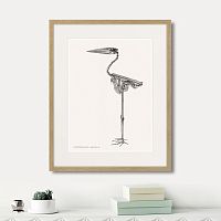 картина: leptophilus argala, 1867г. в Нальчике