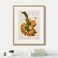 картина: exotic plants of the world №9, 1815г. в Нальчике