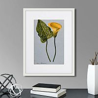 картина: yellow arum lily, 1899г. в Нальчике