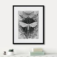 картина: art forms of nature №4, 1897г. в Нальчике