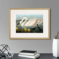картина: common american swan (white), 1838г. в Нальчике