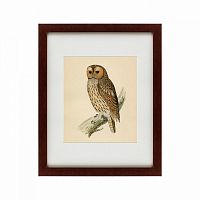 картина: brown owl, 1760 в Нальчике