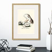 картина: botany illustration №7, 1836г. в Нальчике