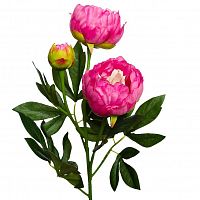 пион розовый 64 см (24) в Нальчике