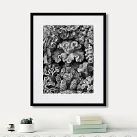 картина: art forms of nature №2, 1897г. в Нальчике