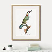 картина: beautiful toucans №3, 1806г. в Нальчике