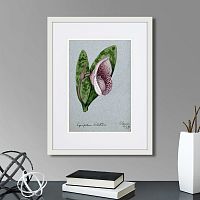 картина: a lady's slipper orchid (cypripedium bellatulum), 1899г. в Нальчике