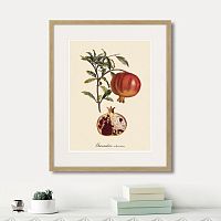 картина: juicy fruit lithography №7, 1870г. в Нальчике