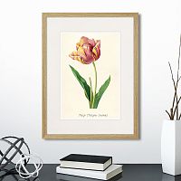 картина: botany illustration №3, 1836г. в Нальчике