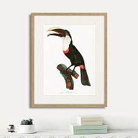 картина: beautiful toucans №2, 1806г. в Нальчике