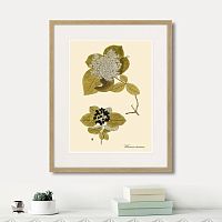 картина: viburnum lantana, 1740г. в Нальчике