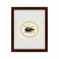 картина: beetle, 1700 в Нальчике