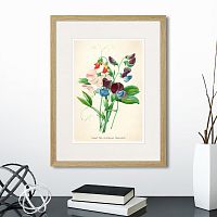 картина: botany illustration №4, 1836г. в Нальчике