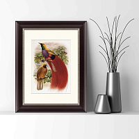 картина: гольдиева райская птица, 1884г в Нальчике