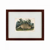 картина: armadillo (dasypus peba), 1848 в Нальчике
