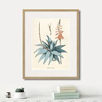 картина: fragmenta botanica №7, 1809г. в Нальчике