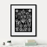 картина: art forms of nature №3, 1897г. в Нальчике