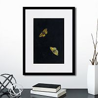 картина: zwei schmetterlinge, 1655г. в Нальчике