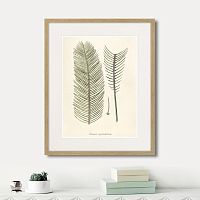 картина: fragmenta botanica №9, 1809г. в Нальчике