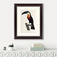 картина: тукан-ариель, 1806 в Нальчике