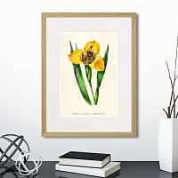 картина: botany illustration №14, 1836г. в Нальчике