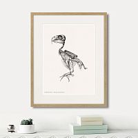 картина: chrysotis braziliensis, 1867г. в Нальчике